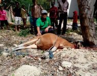 Pelaksanaan Qurban 1436 H Pengadilan Agama Selayar-3