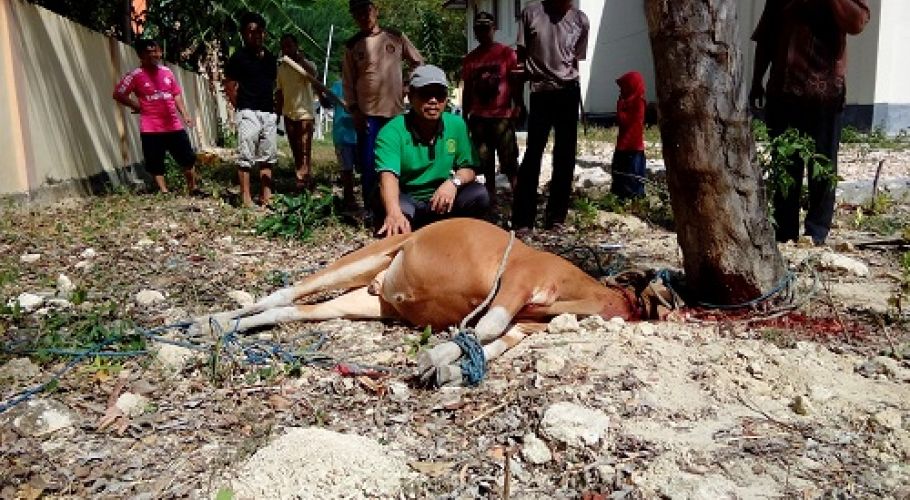 Pelaksanaan Qurban 1436 H Pengadilan Agama Selayar-3