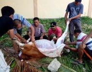 Pelaksanaan Qurban 1436 H Pengadilan Agama Selayar-1